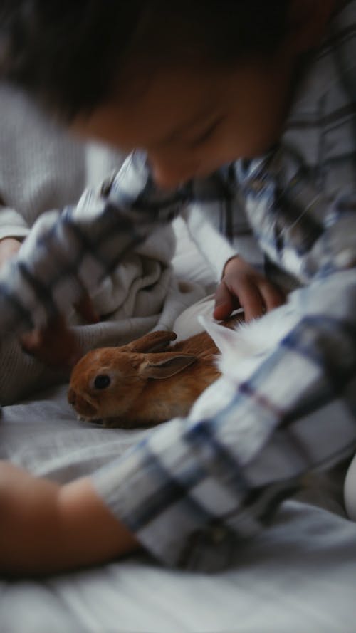 Kids Playing with Rabbits in the Bed