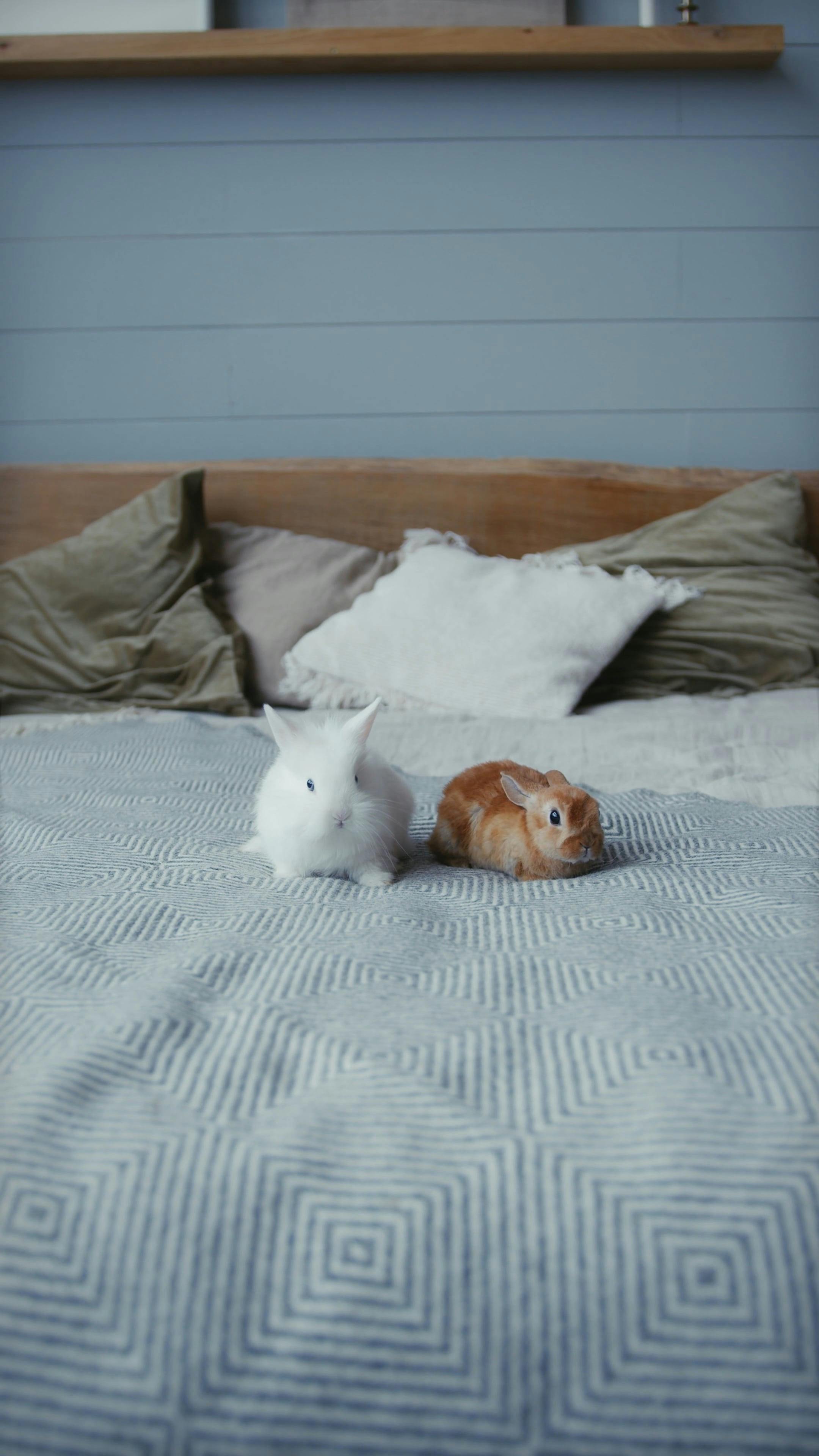 Rabbits in the Bed Free Stock Video Footage, Royalty-Free 4K & HD Video