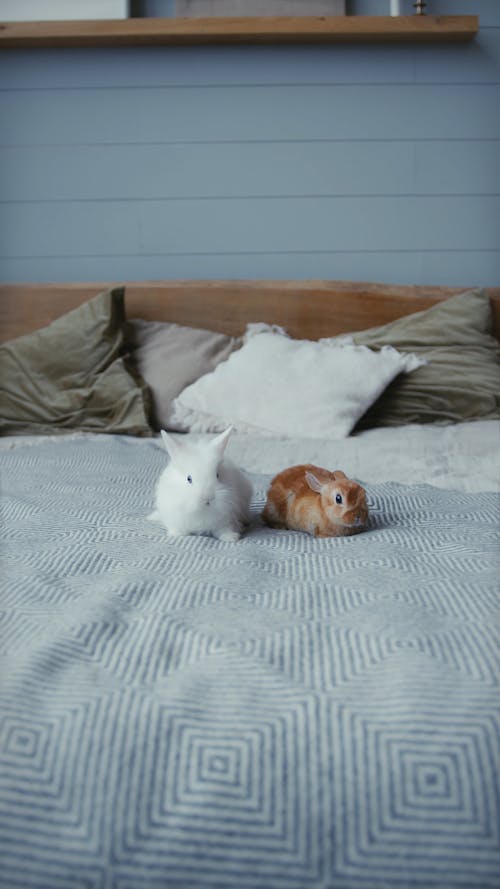 Rabbits in the Bed
