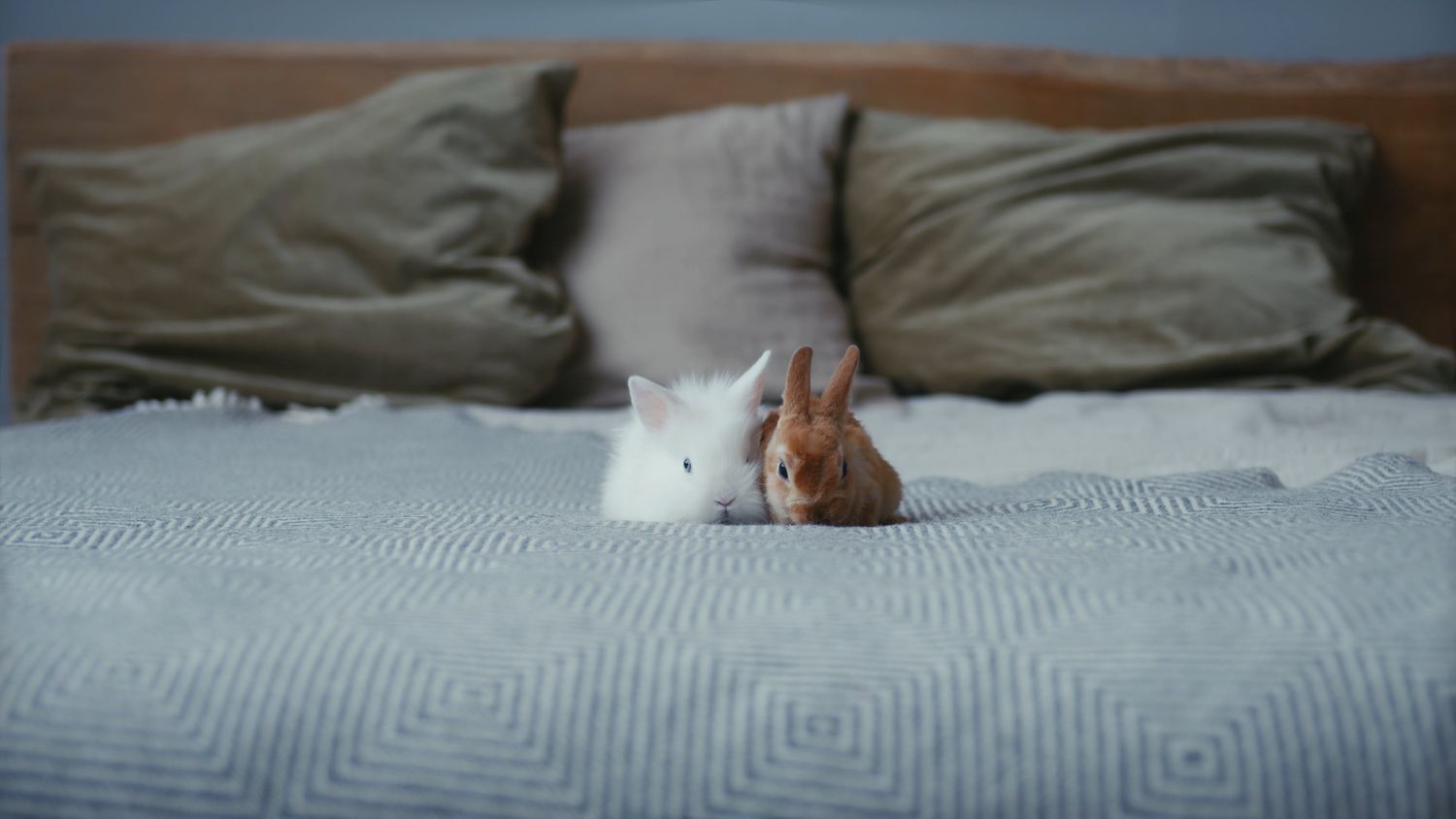 Bunnies Videos, Download The BEST Free 4k Stock Video Footage & Bunnies ...
