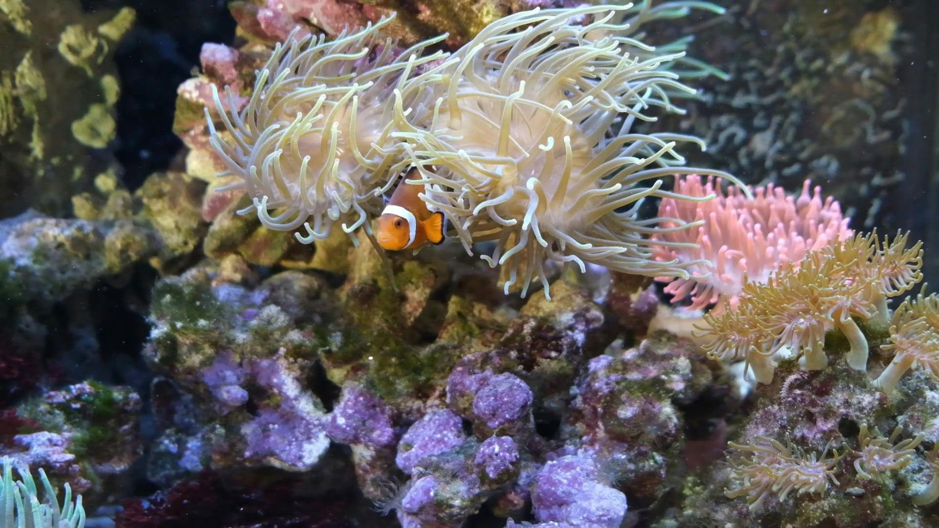 A Clownfish and a Sea Anemone · Free Stock Video