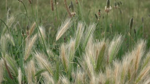 Barley Swaying in the Wind