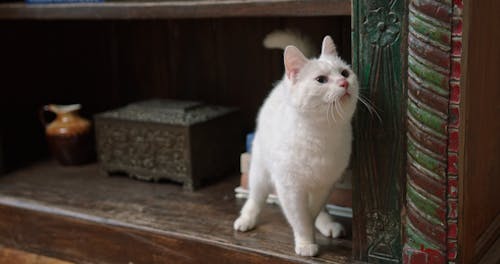 A White Cat On The Book Shelves