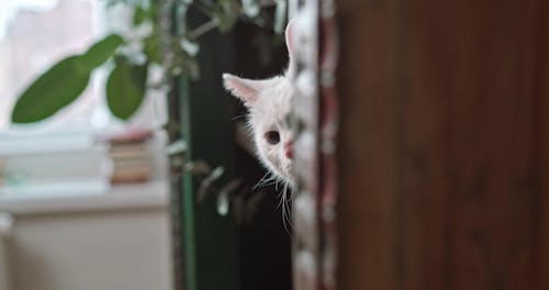 A Cat Hiding In The Bookshelves