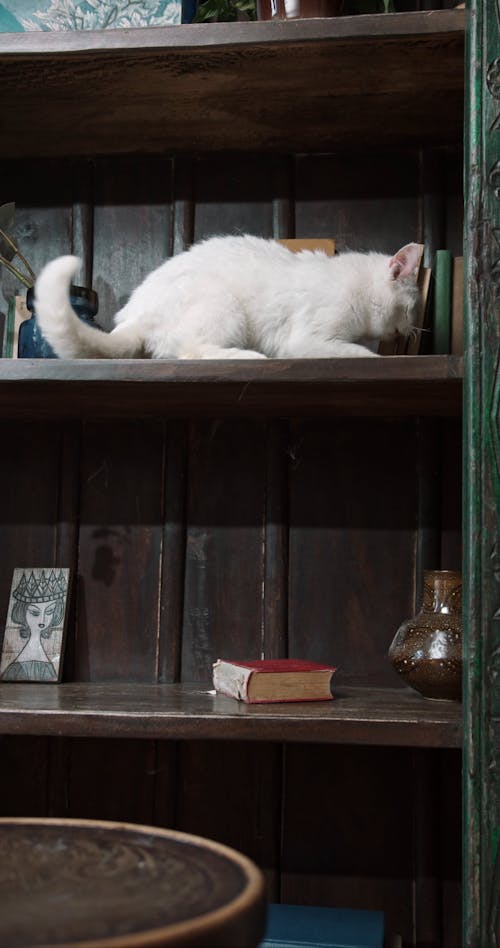 A Cat On The Book Shelves