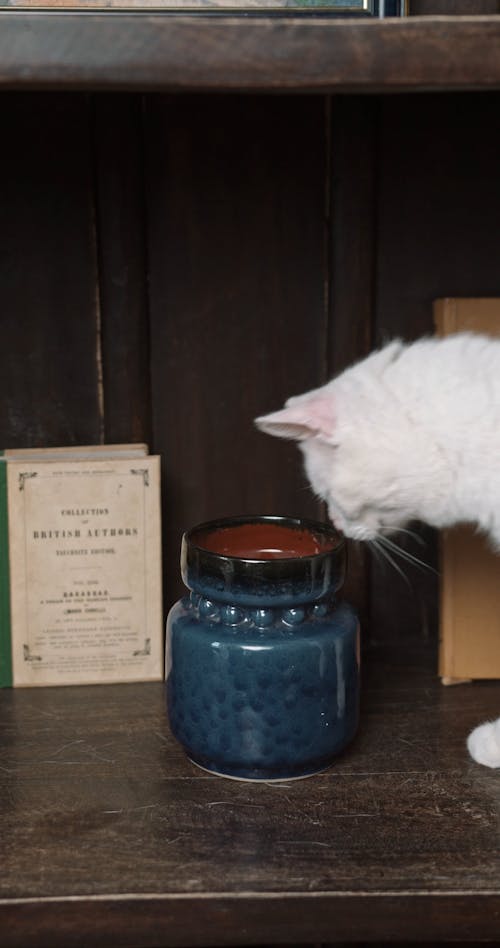 A Cat Sniffing On A Ceramic Jar