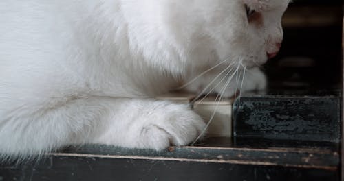 A White Cat Resting On The Piano Keyboard