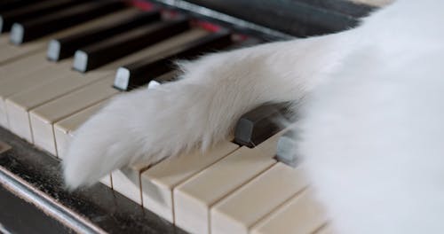Close-up Footage Of White Cat's Tail