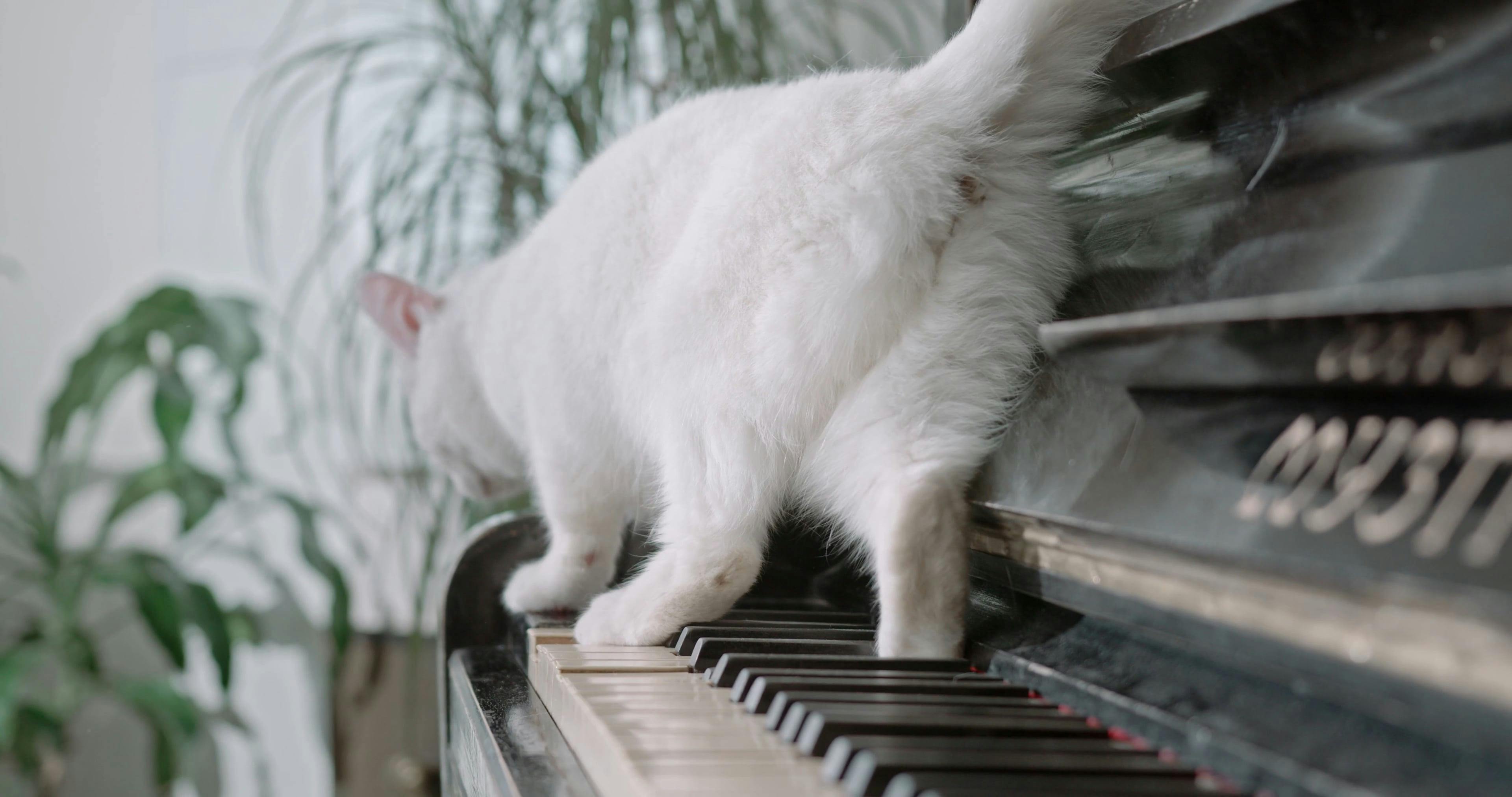 A Cat Walking Over The Piano Keys · Free Stock Video