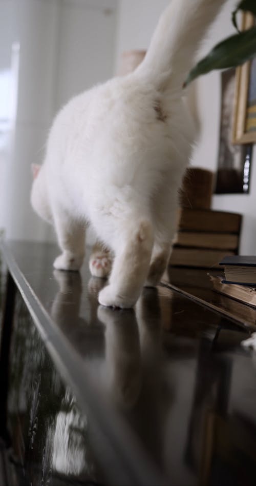 A Cat Walking On Top Of The Piano