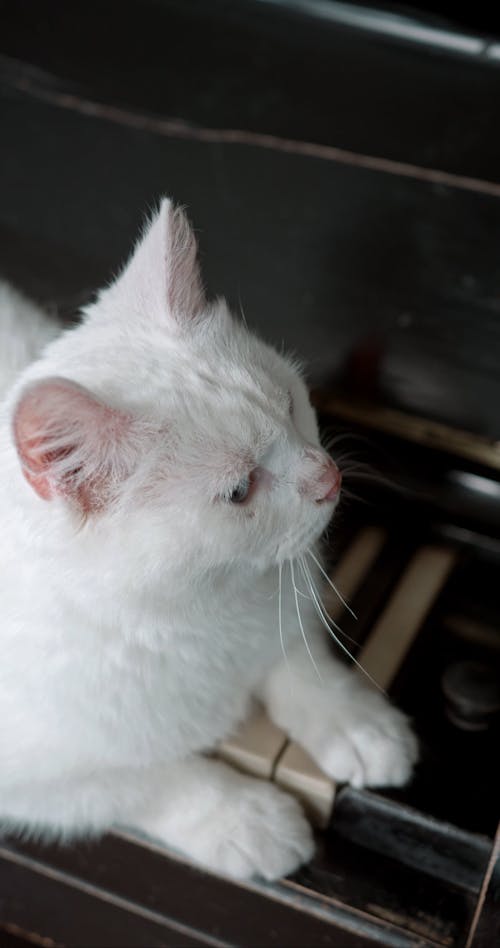 A Cat Resting Over The Piano Keyboard