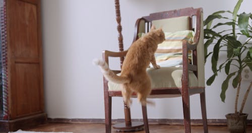 A Cat Hopping On A Chair