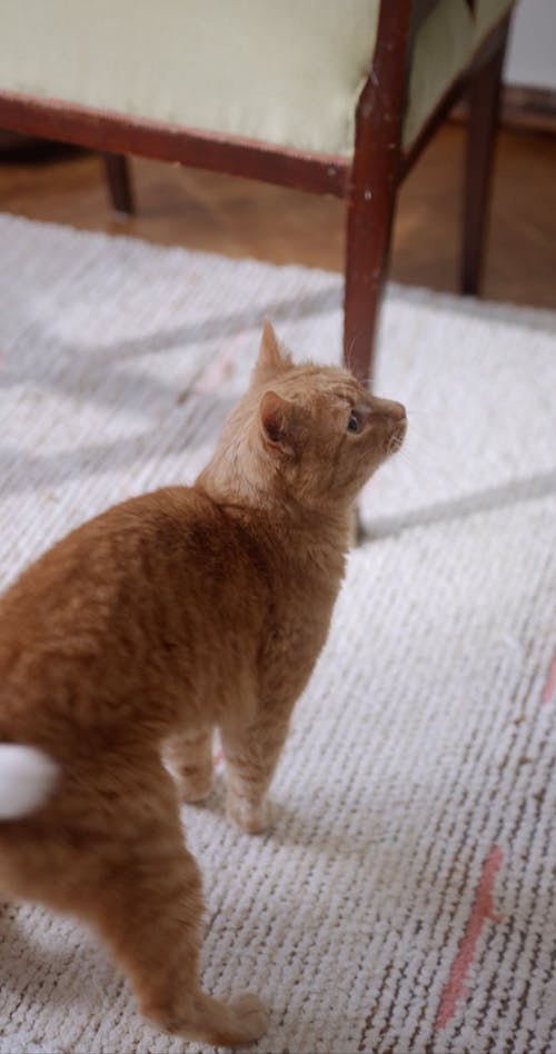 A Ginger Cat Looking Around 