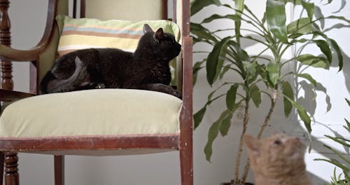 Two Cat Resting Indoors At Home