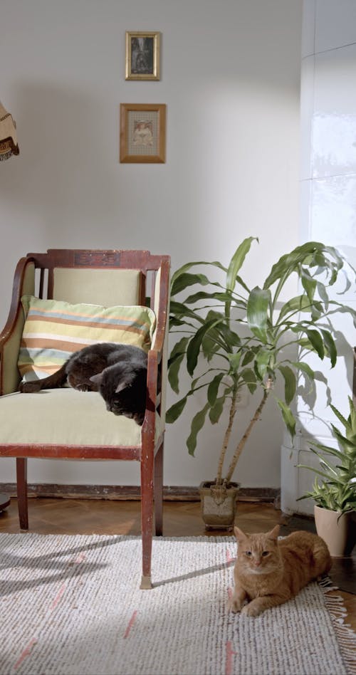 Two Pet Cats Resting Indoors