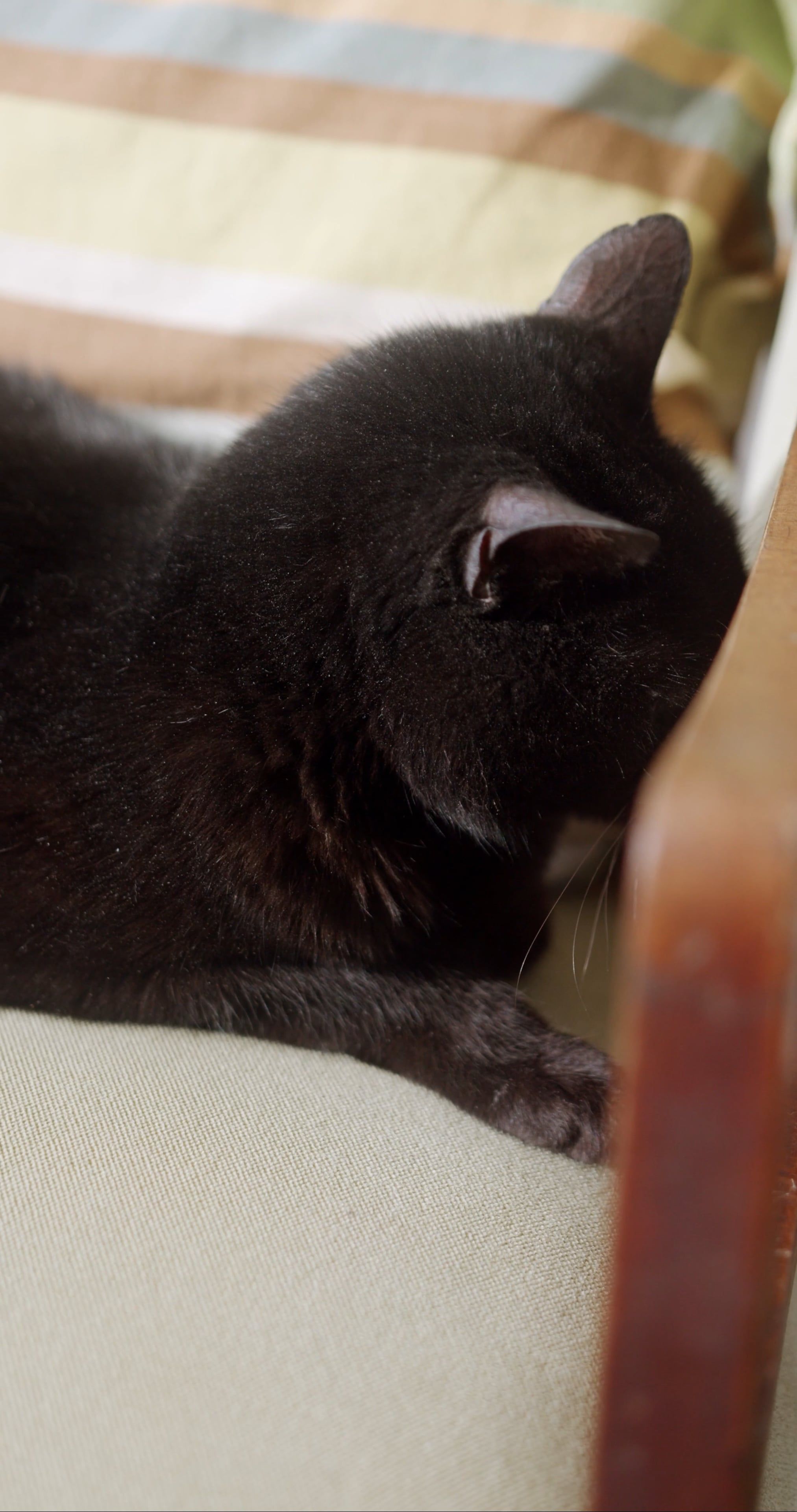 Cat Zoomed Videos, Download The BEST Free 4k Stock Video