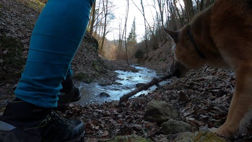 Woman Hiking Outdoors with Pet Dog