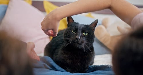 Kids Petting Their Cat On The Bed