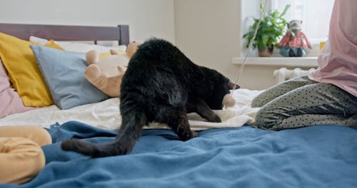 Kids Playing Catch The Bait With Their Cat