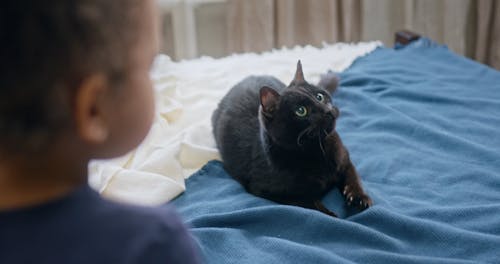 Playing Catch The Bait With A Cat