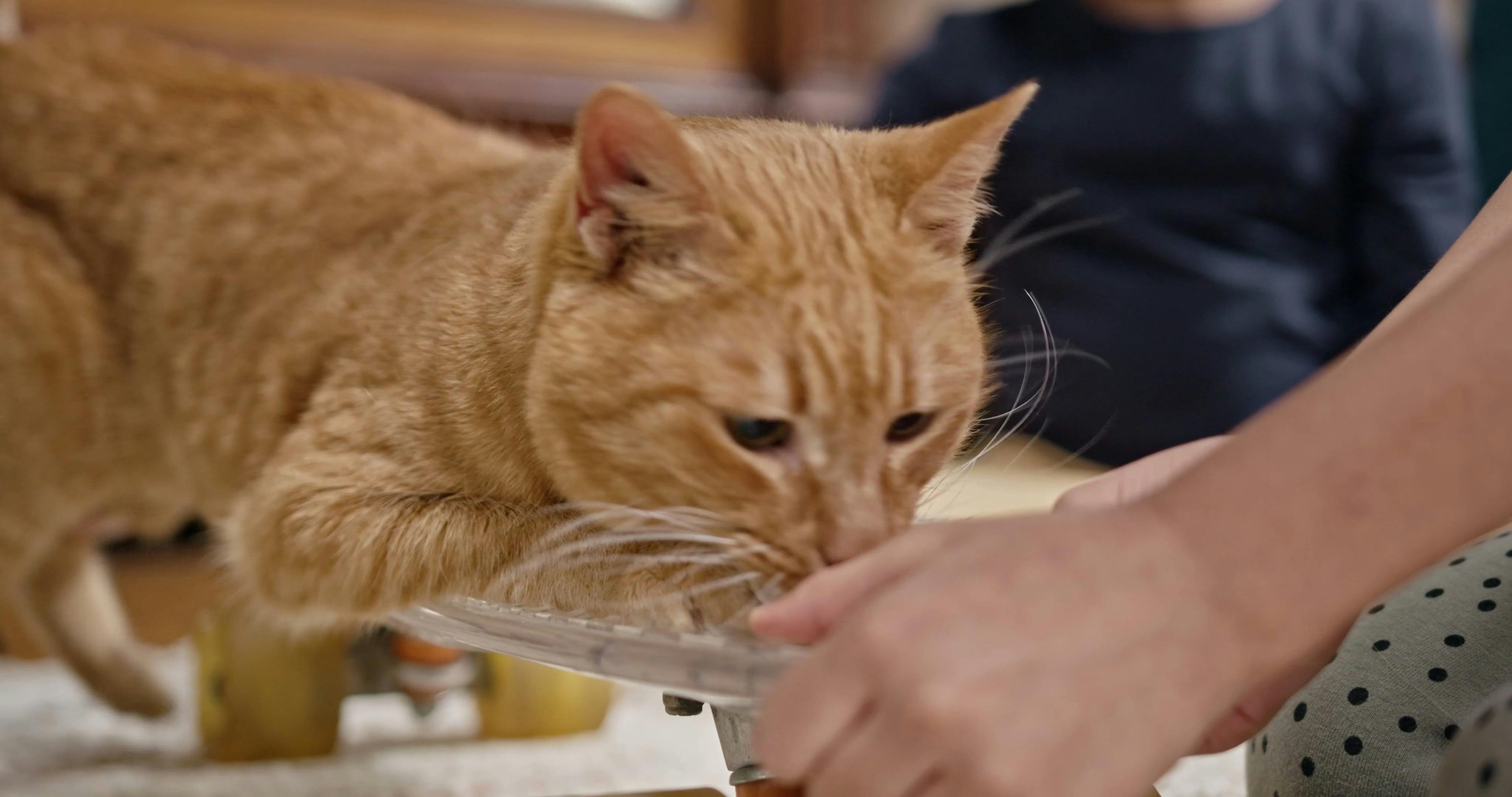 A Cat Hopping On A Skateboard · Free Stock Video