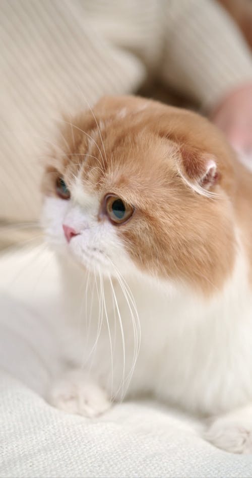 Cute Cat Videos, Download The BEST Free 4k Stock Video Footage & Cute Cat  HD Video Clips