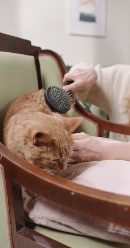 A Person Grooming A Cat