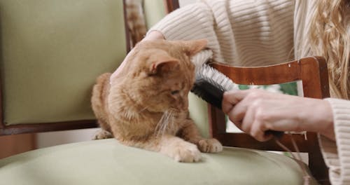 A Woman Grooming Her Cat