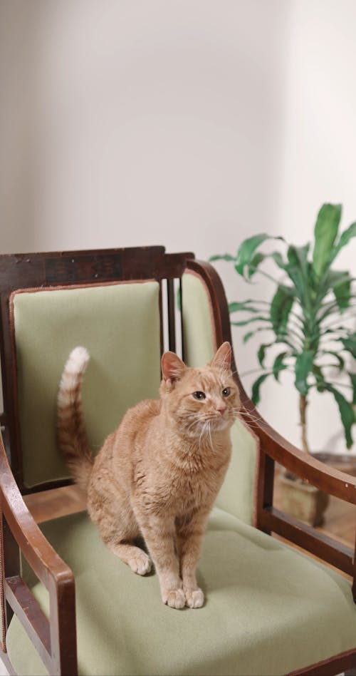 A Cat On Top Of A Chair