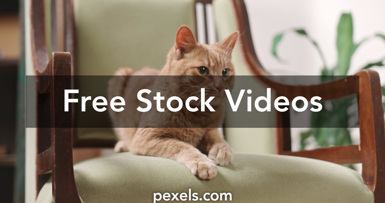 4,700 Angry Cat Stock Video Footage - 4K and HD Video Clips