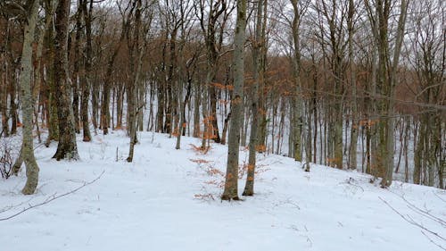 Person Walking in Snow