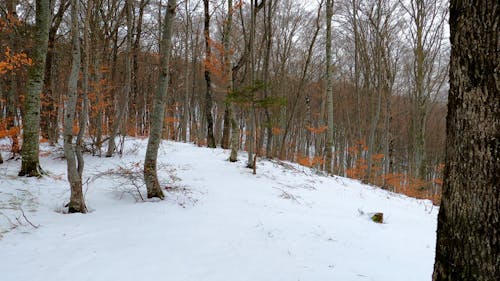Person Walking in the Snow Forest