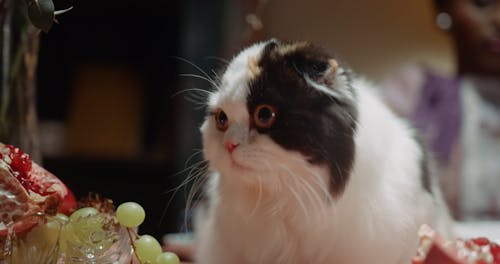 A Cat On Top Of The Dining Table