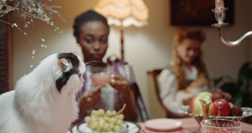 Women Petting Their Cats