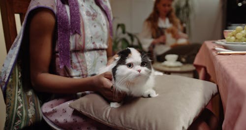 Women Petting Their Cats