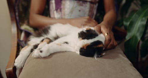 A Woman Petting Her Cat