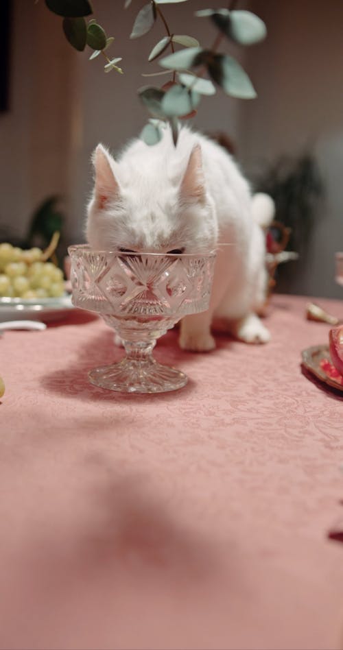 A Cat Licking The Crystal Glass On Top Of The Table