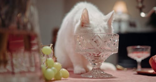 A White Cat Licking A Crystal Glass