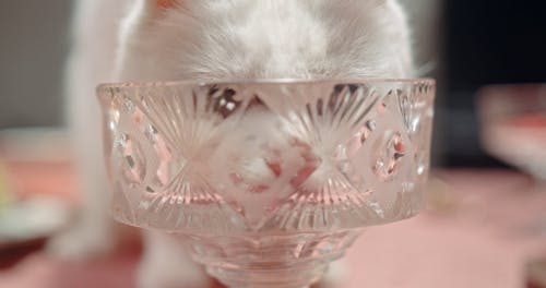 A Cat Licking The Crystal Glass