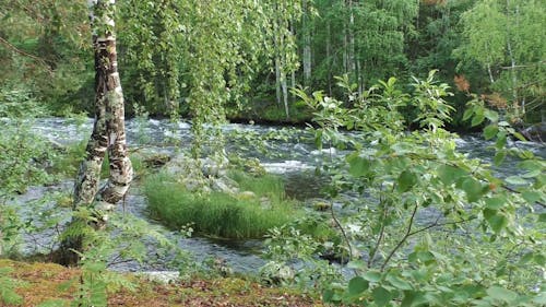 Water Flowing From the River