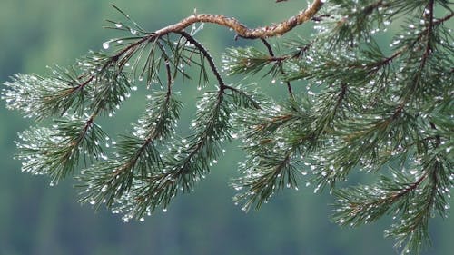 Pine Needles with Water Droplets