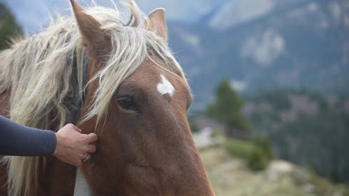 Petting Brown Horse