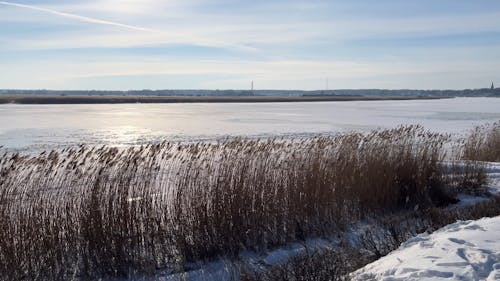 Reeds Swaying in the Wind during Winter