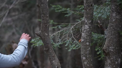 Backpacker in the Forest