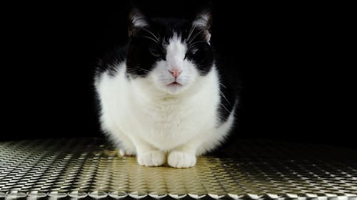 A Black and White Colored Cat