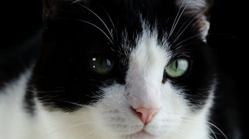 A Black and White Colored Cat