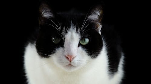 A Black and White Colored Cat