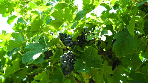 A Video of a Grapevine