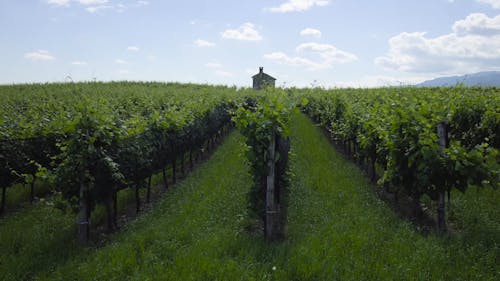 A Vast Grape Vineyard on a Sunny Day