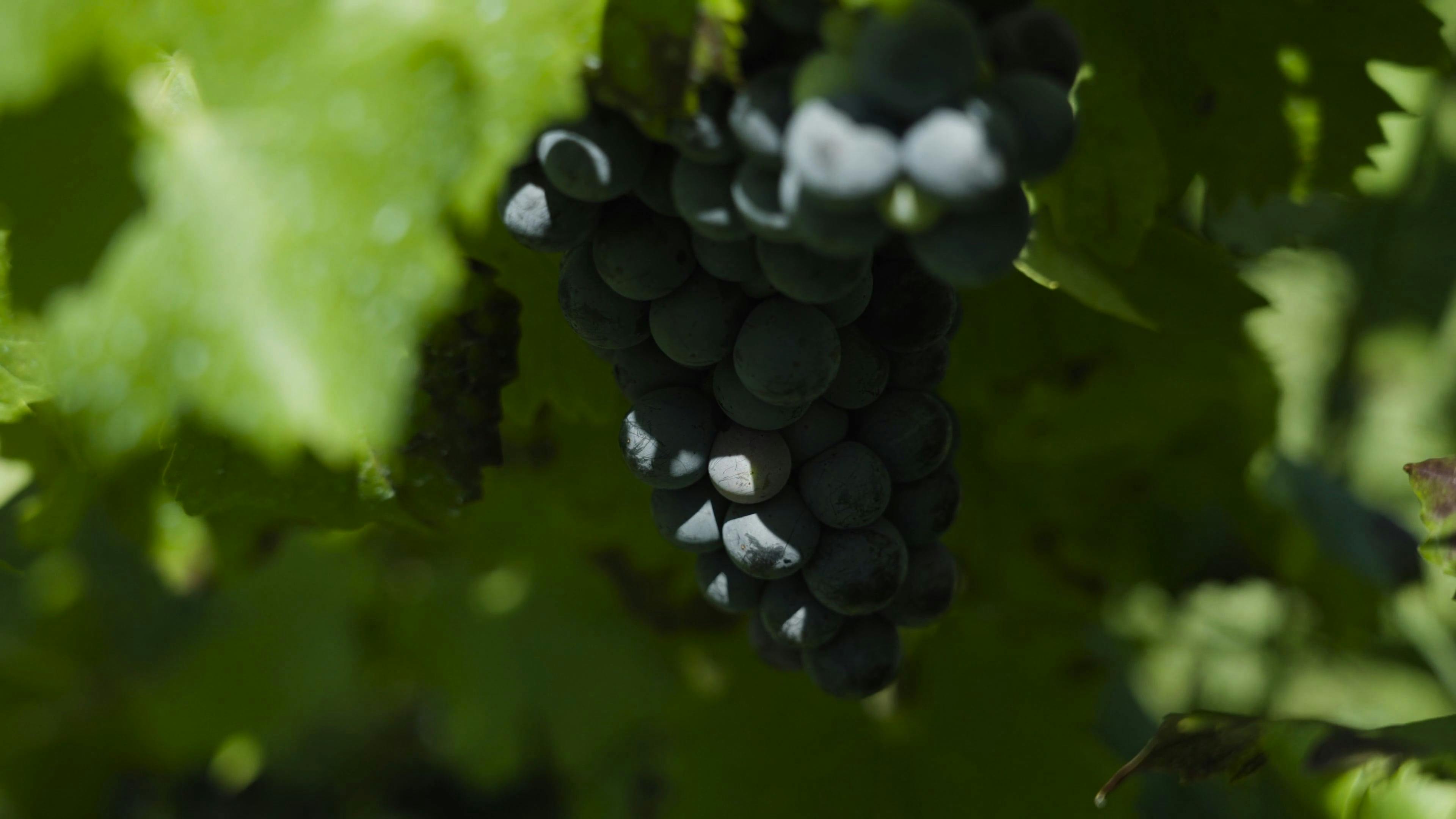 Grapes Cultivation · Free Stock Video